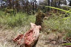 Hiện trường một vụ phá rừng. (Ảnh minh họa. Nguồn: TTXVN)