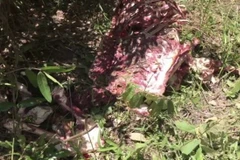 Bộ xương của con bò tót bị giết hại được lực lượng chức năng phát hiện vào tối 13/7/2020 tại khu vực núi tượng thuộc Vườn quốc gia Cát Tiên, tỉnh Đồng Nai. (Ảnh: TTXVN)