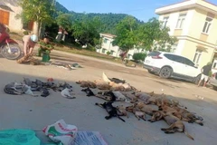 Tang vật vụ việc. (Ảnh: Trịnh Duy Hưng/TTXVN)