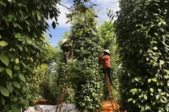 Nông dân thu hoạch hồ tiêu. (Ảnh: Hồ Cầu/TTXVN)