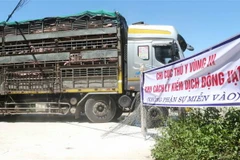 Lô hàng 500 con lợn sống đầu tiên nhập từ Thái Lan đã về đến Nghệ An. (Ảnh: Nguyễn Oanh/TTXVN)