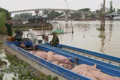 Một chiếc thuyền chở lợn bị lực lượng chức năng bắt giữ. (Ảnh: Công Mạo/TTXVN)