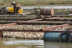 Tình trạng cá bè chết hàng loạt đã nhiều lần xảy ra trên sông La Ngà. (Nguồn: TTXVN)