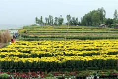 Một vùng trồng hoa cúc. (Ảnh minh họa. Nguồn: TTXVN)