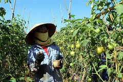 Người dân ở xã Thượng Đạt, thành phố Hải Dương, chăm sóc vườn cà chua ghép trên gốc cà tím. (Ảnh: Mạnh Tú/TTXVN)