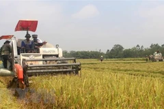Nông dân thu hoạch lúa. (Ảnh: Nguyễn Nam/TTXVN)