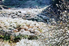 Đến thung lũng mận Mu Náu ở cao nguyên Mộc Châu, Sơn La, du khách sẽ được chiêm ngưỡng bức tranh 'thiên đường trắng,' không phải tuyết, không phải hoa cải trắng mà là sắc trắng tinh khôi của hoa mận. (Ảnh: Thành Đạt/TTXVN)