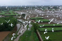 Đàn cò trắng bay lượn trên cánh đồng ở xã Quảng Phú, huyện Quảng Điền. (Ảnh: Hồ Cầu/TTXVN)