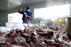 Dây chuyền chế biến cá tra xuất khẩu. (Ảnh: Vũ Sinh/TTXVN)