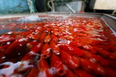 Cá chép đạt yêu cầu phải là con cá không xây xát, thân hình khỏe mạnh, không có đốm đen, có màu đỏ rực như màu cờ. (Ảnh minh họa. Nguồn: TTXVN)