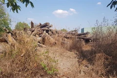 Số gỗ rừng còn sót lại đang bị mục nát tại một bãi tập kết gỗ ở thành phố Đồng Xoài. (Ảnh: Đậu Tất Thành/TTXVN)