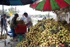 Vải lai chín sớm của huyện Phù Cừ được thương lái các tỉnh, thành phố trong nước đến thu mua. (Ảnh: Phạm Kiên/TTXVN)