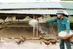 Rắc vôi bột khử khuẩn chuồng nuôi. (Ảnh: Võ Dung/TTXVN)