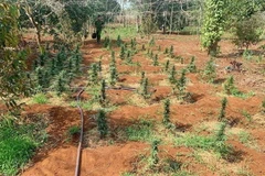 Công an huyện Krông Năng kiểm tra vườn nhà dân trồng cây cần sa trái phép. (Ảnh: TTXVN)