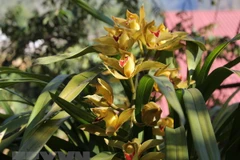 Ảnh minh họa. (Nguồn: TTXVN)