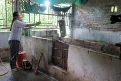 Vệ sinh chuồng trại sau khi đem lợn đi tiêu hủy. (Ảnh: Việt Hoàng/TTXVN)