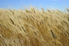 Một cánh đồng lúa mỳ ở Tioga, bang Bắc Dakota, Mỹ. (Ảnh: AFP/TTXVN)