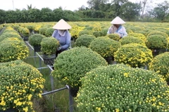 Trồng cúc mâm xôi phục vụ Tết 2020 ở Làng hoa Sa Đéc. (Ảnh: Nguyễn Văn Trí/TTXVN)