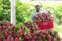 Thu hoạch thanh long ở Bình Thuận. (Ảnh: Nguyễn Thanh/TTXVN)