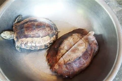 Hai cá thể rùa quý hiếm được anh Cao Ngọc Tuấn tự bỏ tiền ra mua lại từ người dân để giao nộp cho cơ quan chức năng chăm sóc, bảo vệ. (Ảnh: TTXVN)