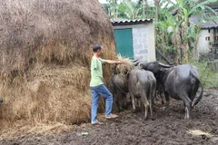Một nạn nhân bom mìn ở Quảng Bình. (Ảnh minh họa. Nguồn: TTXVN)