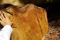 Hiện trường một vụ chặt hạ cây gỗ giáng hương. (Ảnh minh họa. Nguồn: TTXVN)