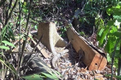 Gỗ do lâm tặc bỏ lại trong rừng khi bị Kiểm lâm phát hiện. (Ảnh: Xuân Triệu/TTXVN)