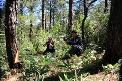 Phóng viên tác nghiệp phản ánh tình trạng đục lỗ đổ hóa chất triệt hại thông trong Vườn Quốc gia Bidoup-Núi Bà. (Ảnh: Đặng Tuấn/TTXVN)