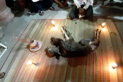 Hình ảnh bê con 2 đầu và người dân cúng bái tại chùa Trà Sết, xã Vĩnh Hải, thị xã Vĩnh Châu. (Ảnh: TTXVN)