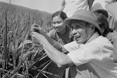 Thủ tướng Phạm Văn Đồng thị sát ruộng lúa năng suất cao của nhân dân xã Hải Anh, huyện Hải Châu, tỉnh Nam Hà (6/1969). (Ảnh: Đức Như/TTXVN)