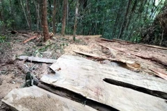 Ảnh chỉ có tính minh họa. (Ảnh: Cao Nguyên/TTXVN)