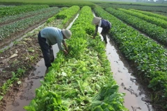 Hà Nội nâng tổng diện tích rau an toàn lên 5.000ha