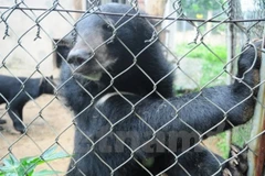 Trao giải cuộc thi thay thế mật gấu bằng 32 vị thuốc Đông y