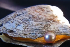 Biến đổi khí hậu gây axít hóa nước biển đe dọa loài trai biển