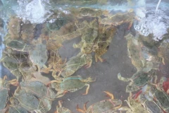 Sản xuất thành công cua giống bằng thức ăn công nghiệp