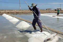 Diêm dân Ninh Thuận lao đao vì giá muối giảm mạnh