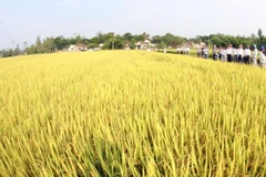 ASEAN +3 tăng cường hợp tác nông nghiệp giai đoạn 2015-2019