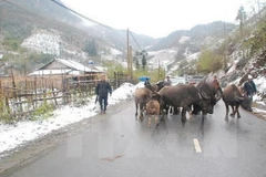 Xây dựng hệ thống quản lý, điều hành khí tượng thủy văn hiện đại 