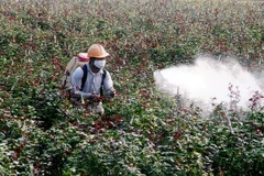 Hà Nội phát triển thương hiệu hoa hồng gắn với vùng đất Mê Linh 