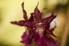 [Photo] Vẻ quyến rũ, kiêu sa của hoa lan tại triển lãm ở Colombia