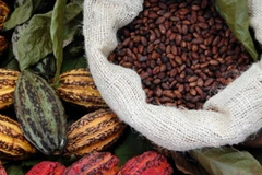 Flavanols trong cacao giúp cải thiện suy giảm trí nhớ do tuổi già