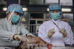 WHO khuyến cáo phòng chống dịch cúm A/H7N9