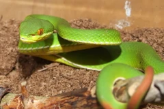 Cứu sống cháu bé 11 tuổi bị rắn lục đuôi đỏ cắn khi đang ngủ