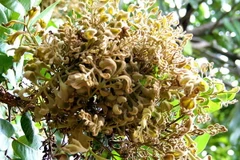 Chi 100 tỷ đồng phòng trị nhiễm bệnh chổi rồng trên cây nhãn