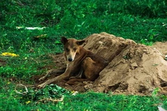 Cảm động với chú chó trung thành không rời mộ chủ