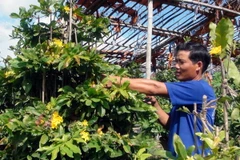 Giải pháp mới đem lại niềm vui cho người trồng hoa