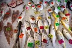 Hàn Quốc-Nga đạt thỏa thuận hạn ngạch đánh bắt cá