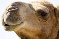 Có bằng chứng virus MERS lây từ lạc đà sang người