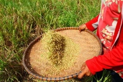 IFAD và ADB hỗ trợ phát triển nông thôn ở châu Á-Thái Bình Dương