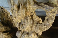 29 năm tù giam cho 5 đối tượng khai trác trái phép trầm hương